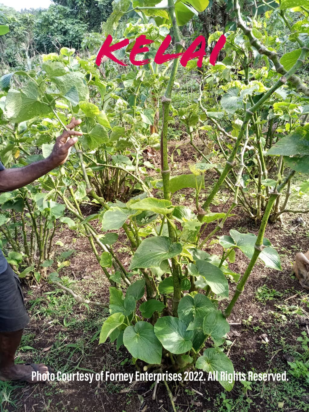 Epik Kava Kelai 250 grams Nakamal At Home