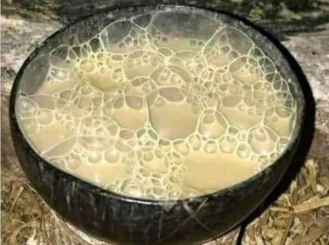 A kava drink in a coconut shell in a nakamal in Vanuatu. The bubbles show that this kava drink is very strong. 