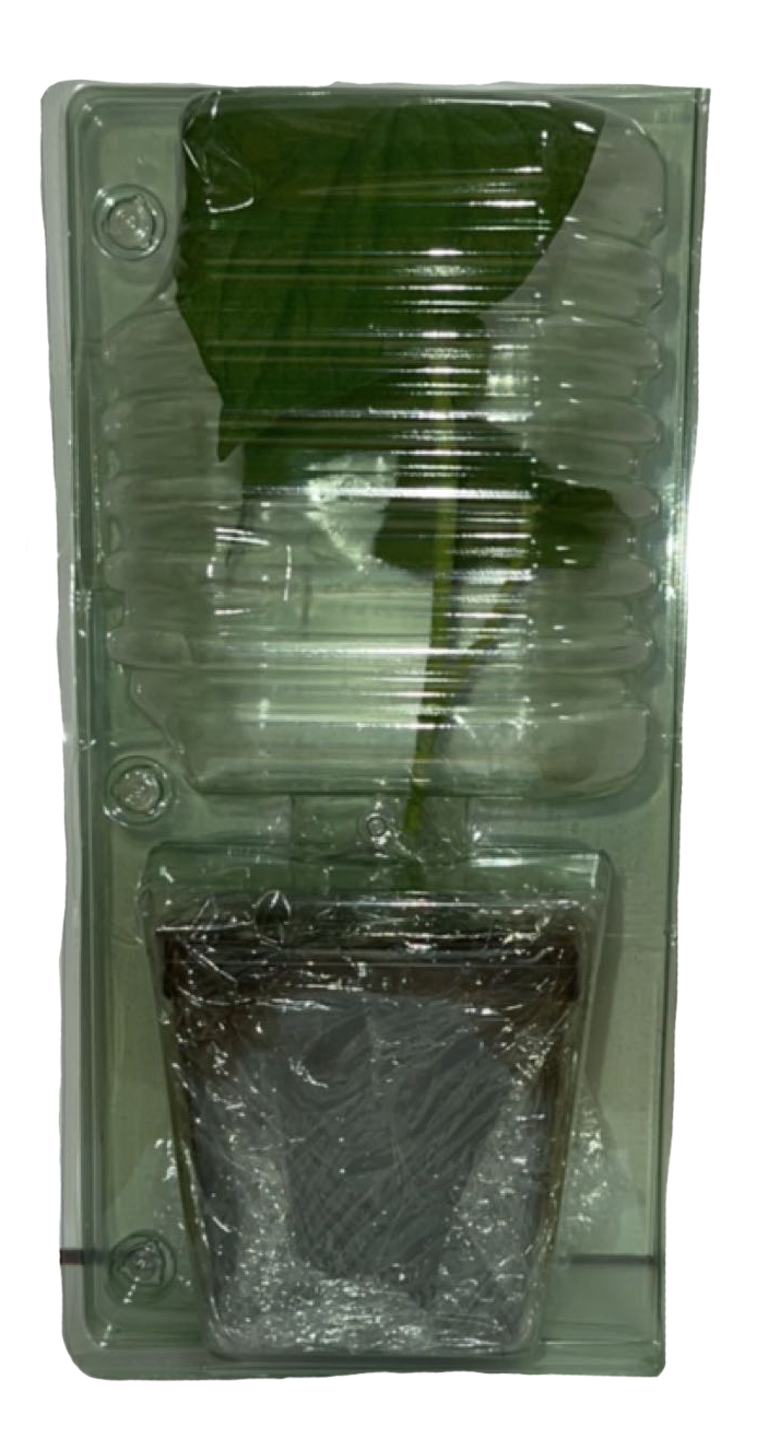 4 Live Kava Plants Nakamal At Home