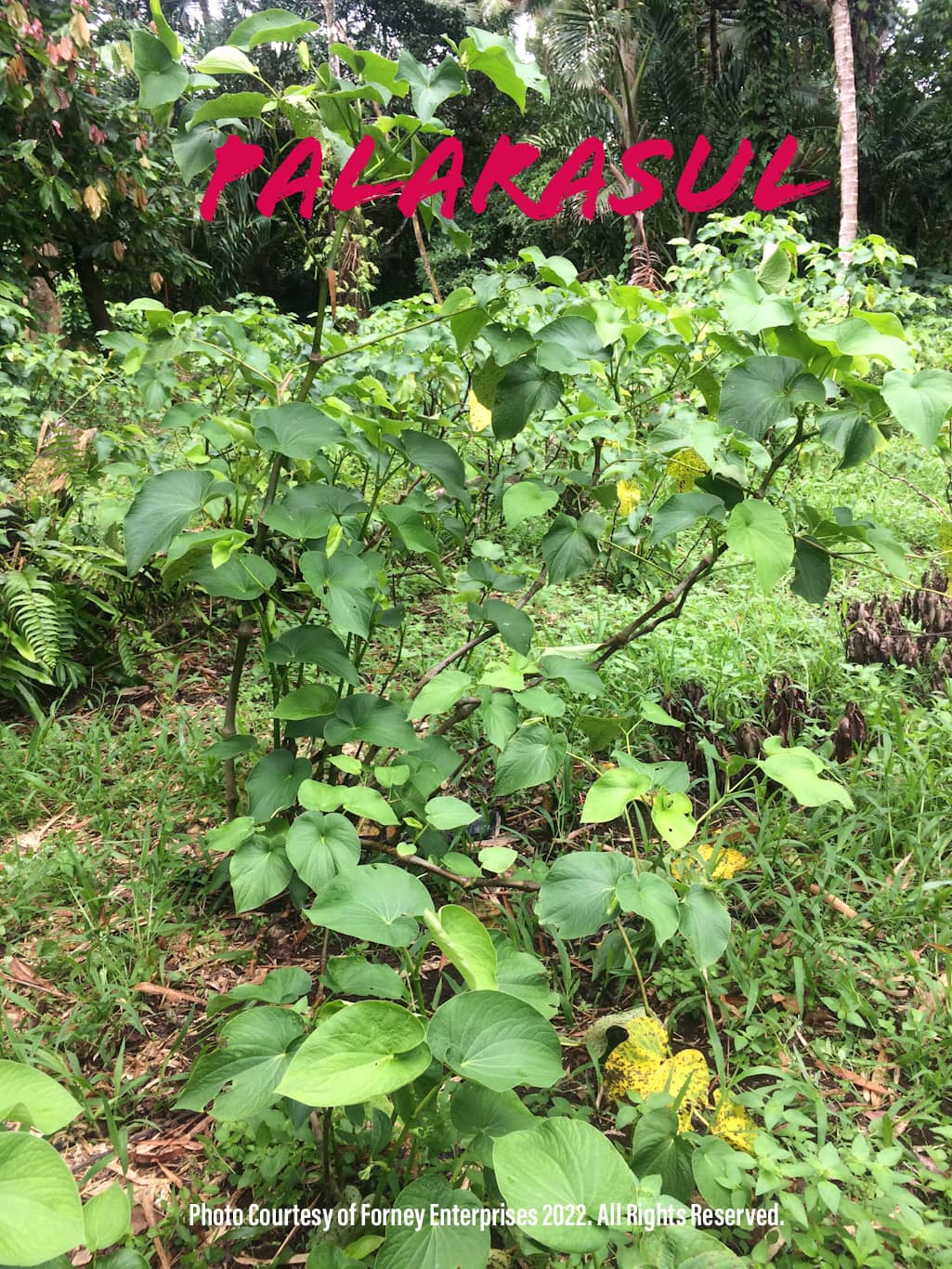 Epik Kava Palarasul 250g