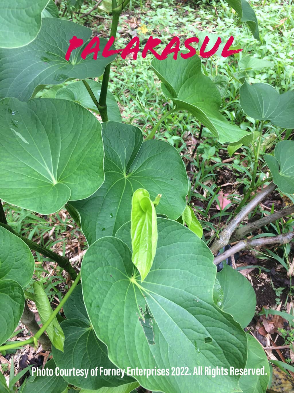 Epik Kava Palarasul 500 grams Nakamal At Home